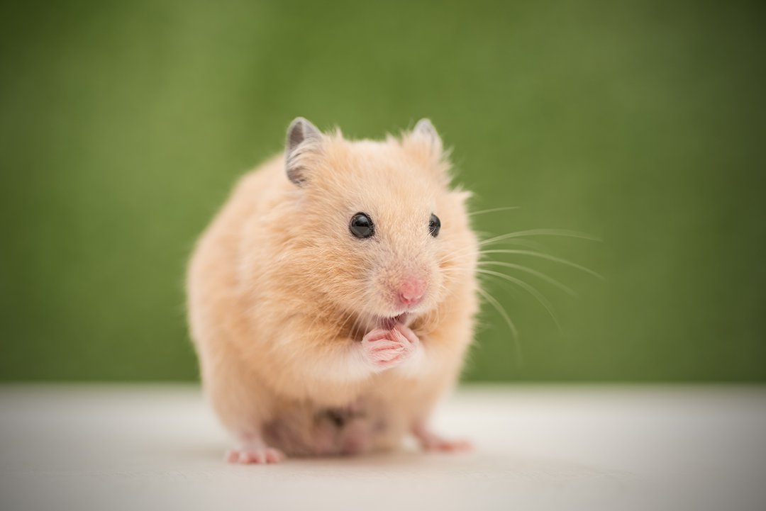 Hungry hamster