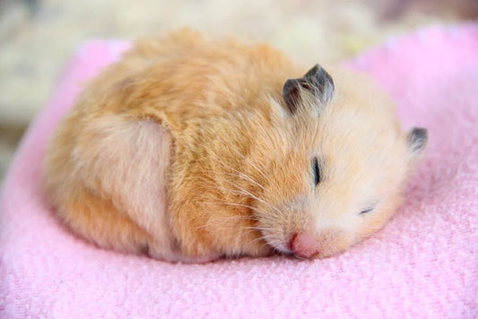 Sleepy Hamster